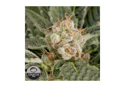 Dinafem Seeds Blue Fruit