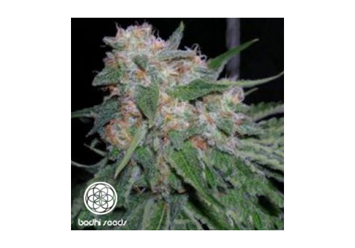 Bodhi Seeds Blue Tara