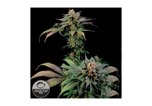 Dinafem Seeds Blue Widow