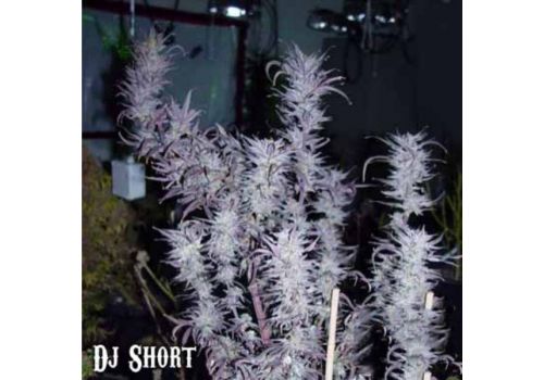 DJ Short Seeds Blueberry