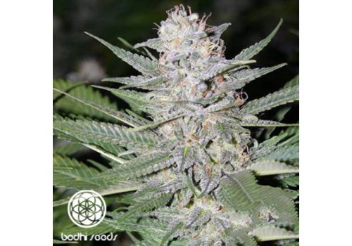 Bodhi Seeds Blueberry Hashplant