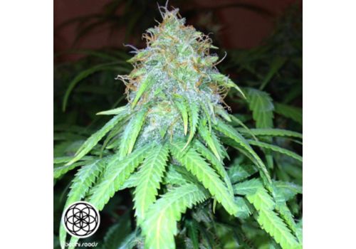 Bodhi Seeds Mango Hashplant