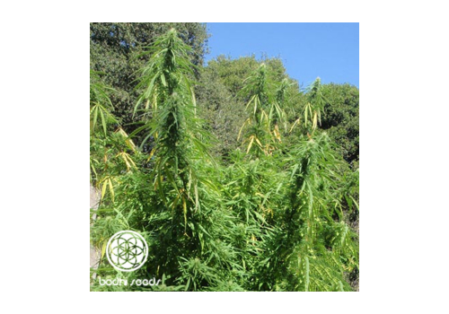 Bodhi Seeds Malawi Gold