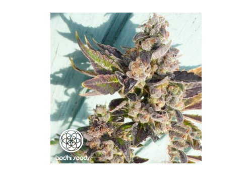 Bodhi Seeds Clusterfunk