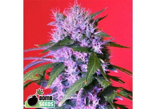 Bomb Seeds AUTO Berry Bomb