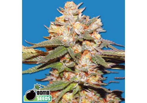 Bomb Seeds AUTO Big Bomb