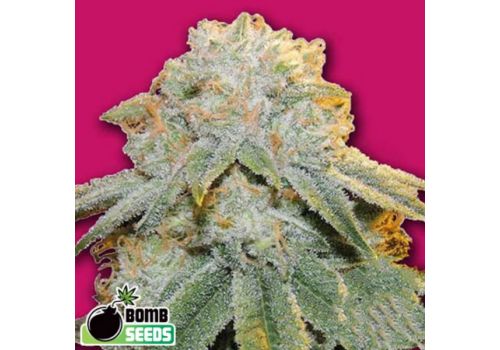 Bomb Seeds Bubble Bomb