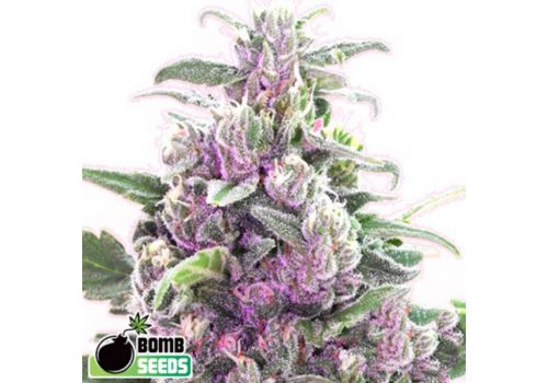 Bomb Seeds AUTO THC Bomb