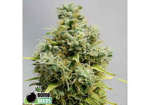 Bomb Seeds Big Bomb