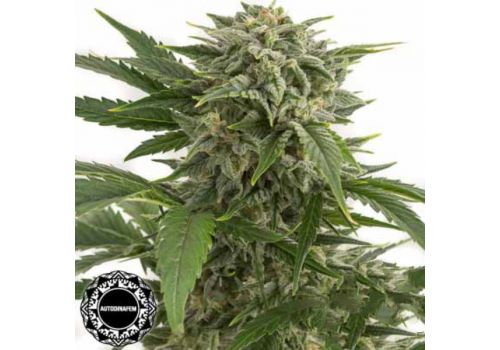 Dinafem Seeds Bubba Kush AUTO