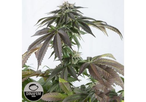 Dinafem Seeds Bubba Kush CBD