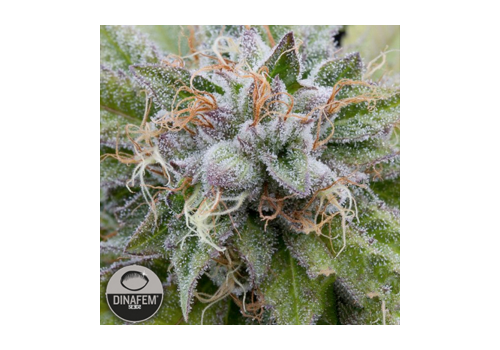 Dinafem Seeds Bubba Kush