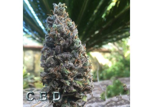 CBD Seeds CBD Amnesia