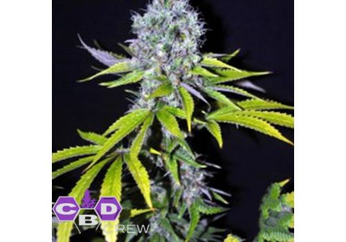 CBD Crew Seeds Yummy