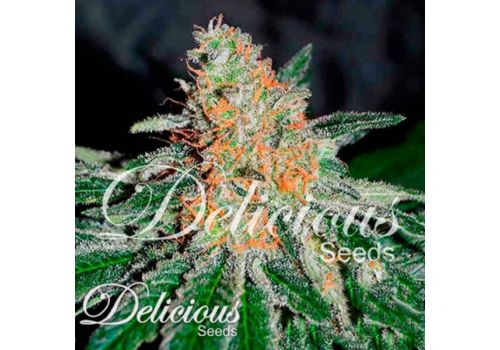 Delicious Seeds CBD Jam