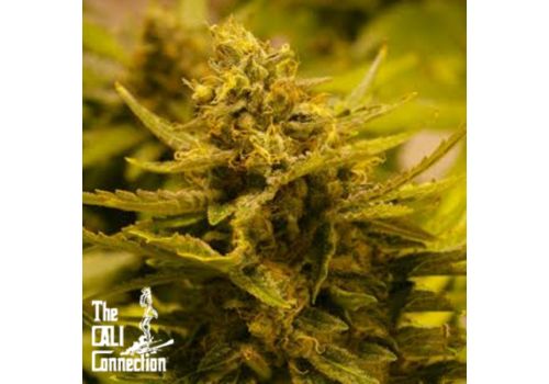 Cali Connection Seeds CBD OG