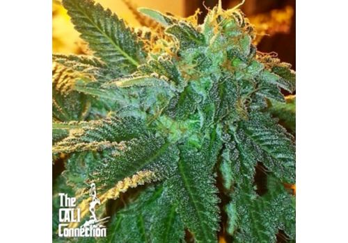Cali Connection Seeds Alien OG