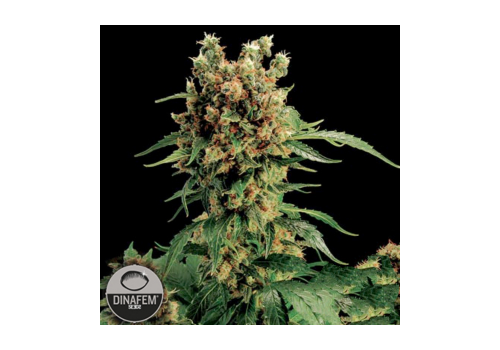 Dinafem Seeds California Hash Plant