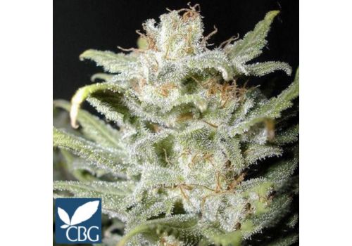 Cannabiogen Seeds Bangi Haze