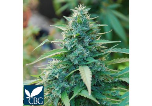 Cannabiogen Seeds Caribe