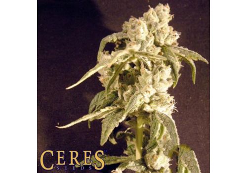 Ceres Seeds AUTO Easy Rider