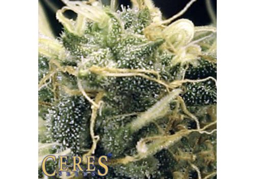 Ceres Seeds Fruity Thai