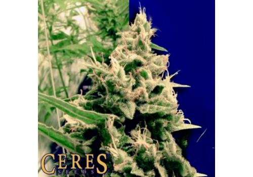 Ceres Seeds Hollands Hope