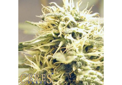 Ceres Seeds Kush