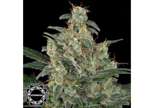 Dinafem Seeds Cheese AUTO