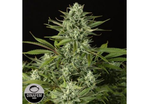 Dinafem Seeds Cheese CBD