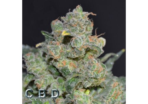 CBD Seeds Cheese