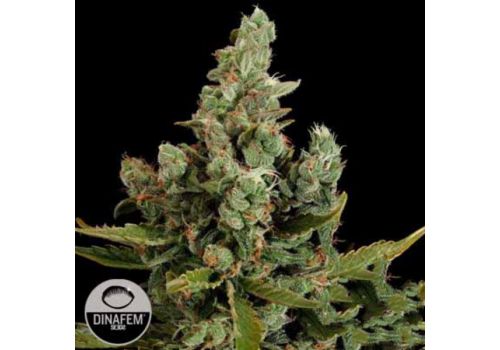Dinafem Seeds Cheese