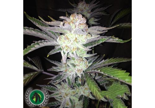 DarkHorse Genetics Seeds Cherry Wonka