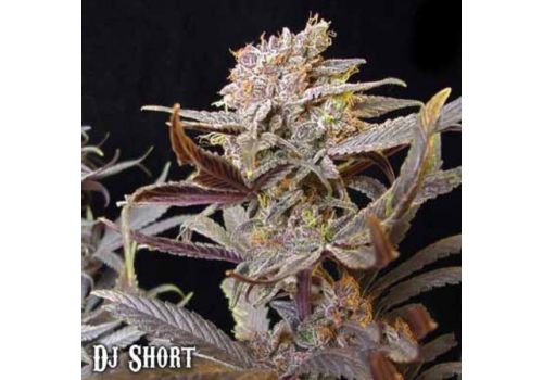 DJ Short Seeds Cocoa Kush