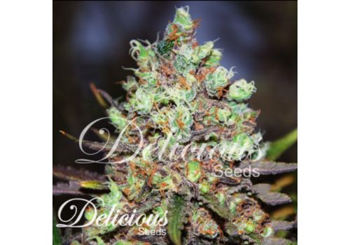 Delicious Seeds Cotton Candy Kush