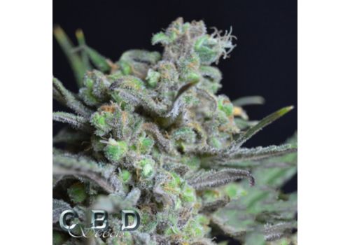 CBD Seeds Critical