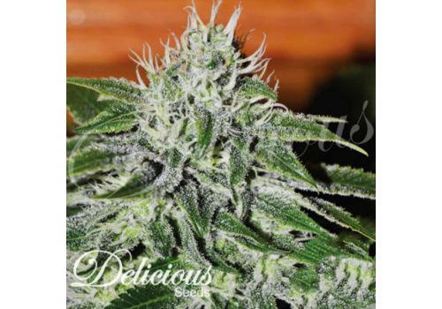 Delicious Seeds Critical Jack Herer