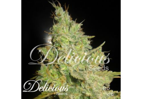 Delicious Seeds Critical Kali Mist