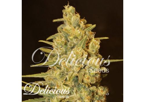 Delicious Seeds Critical Sensi Star