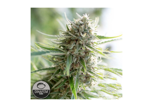 Dinafem Seeds Critical Mass CBD
