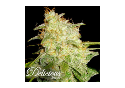 Delicious Seeds Critical Yumbolt