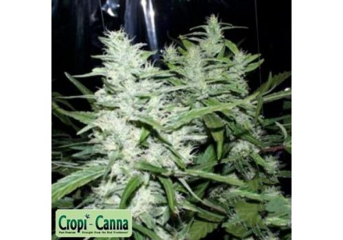 Cropi Canna Seeds Grapefruit