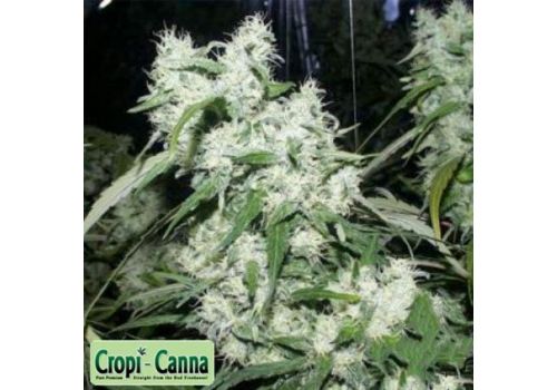 Cropi Canna Seeds Mixed Berry