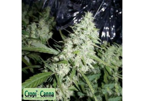 Cropi Canna Seeds Orange Grapefruit