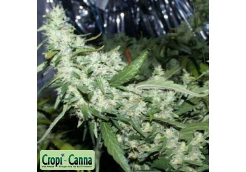 Cropi Canna Seeds Orange Mango