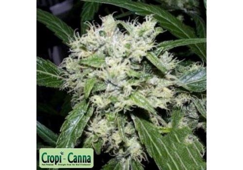 Cropi Canna Seeds Red Grapefruit
