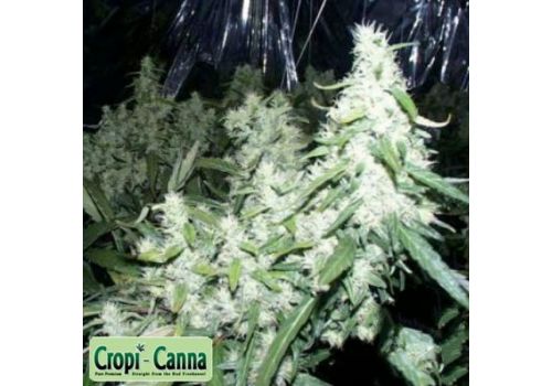 Cropi Canna Seeds Tropical Fruit