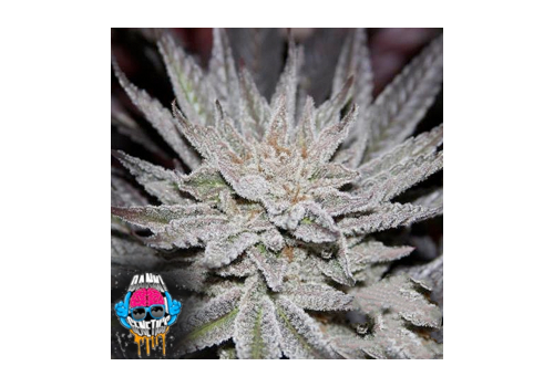 Dank Genetics Seeds LemonAid