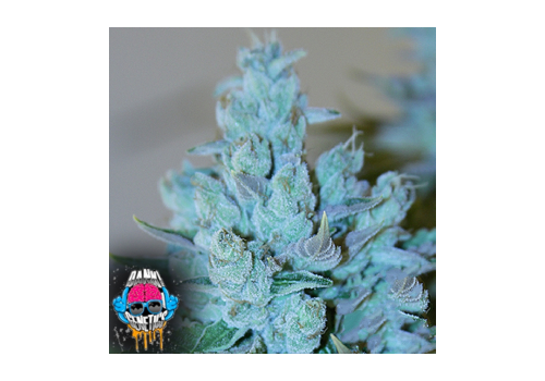 Dank Genetics Seeds Strawberry Split