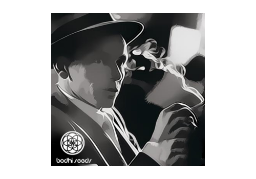 Bodhi Seeds Dank Sinatra
